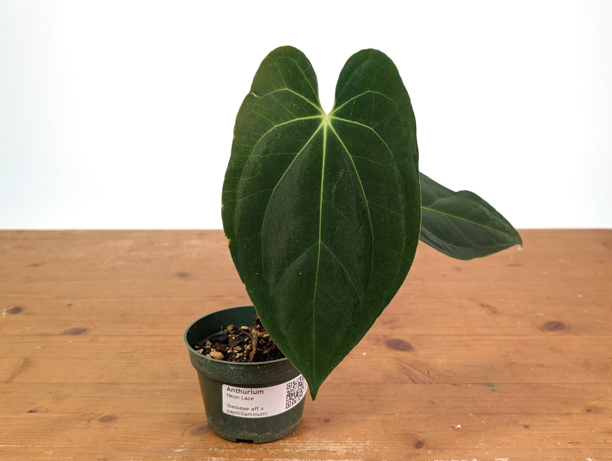 Anthurium Neon Lace (Besseae x Papillilaminum)