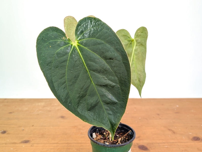 Anthurium Raven Soul × Papillilaminum