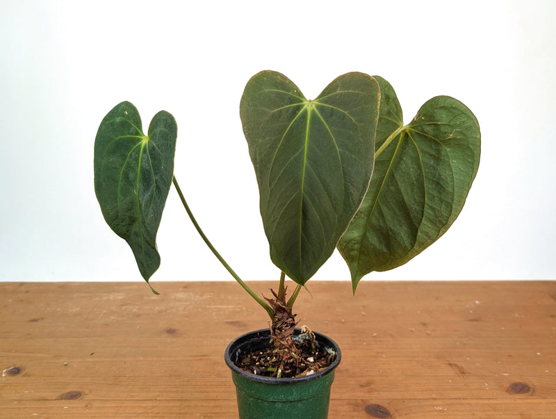 Anthurium Raven Soul × Papillilaminum