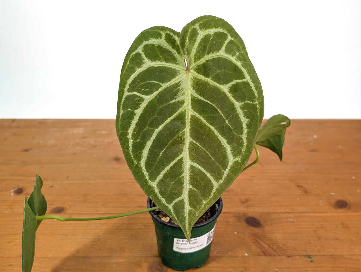 Anthurium Blushed Forget (Forgetii x Silver Blush)