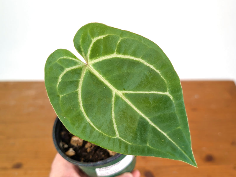 Anthurium Eureka (Magnificent Silver x Besseae aff)