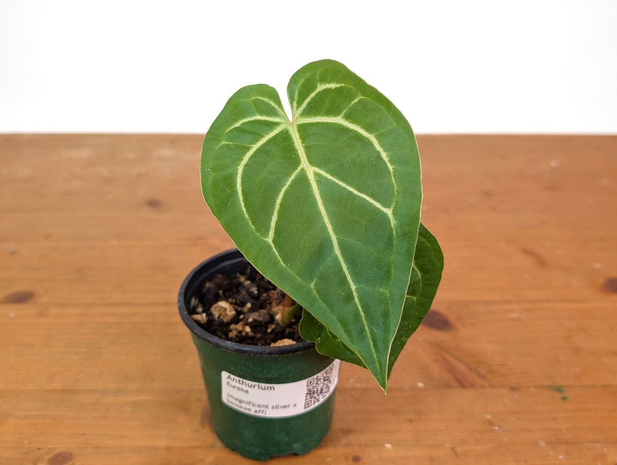 Anthurium Eureka (Magnificent Silver x Besseae aff)