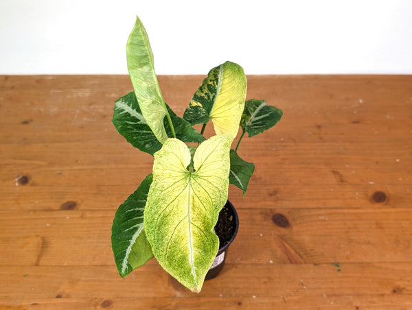 Syngonium Scrambled Eggs (Variegated wendlandii Mutation)