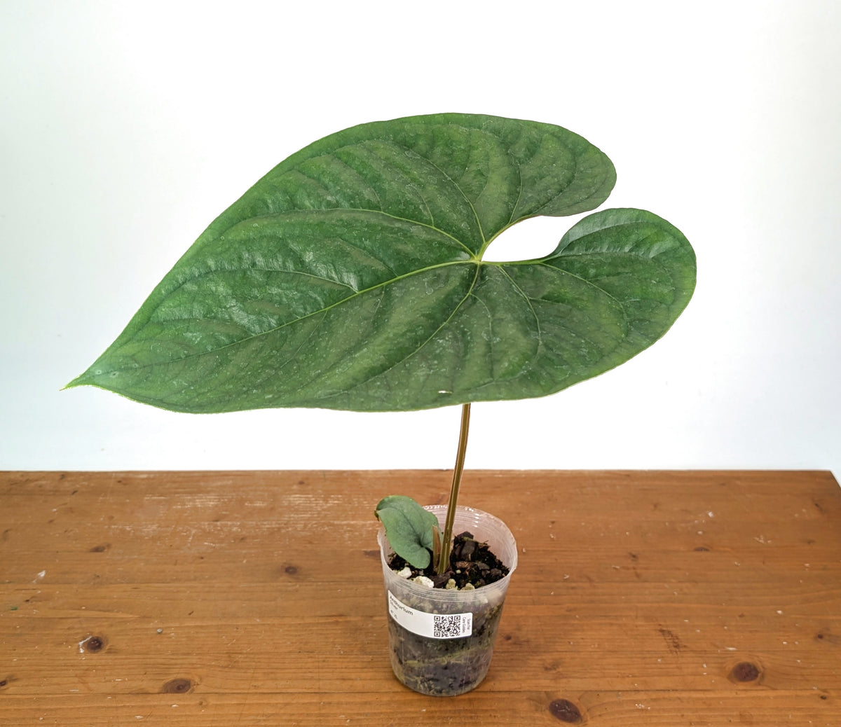 Anthurium Silver
