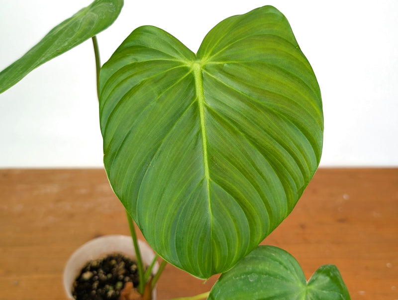 Philodendron Celebration (Rubrijuvenile x Pastazanum)