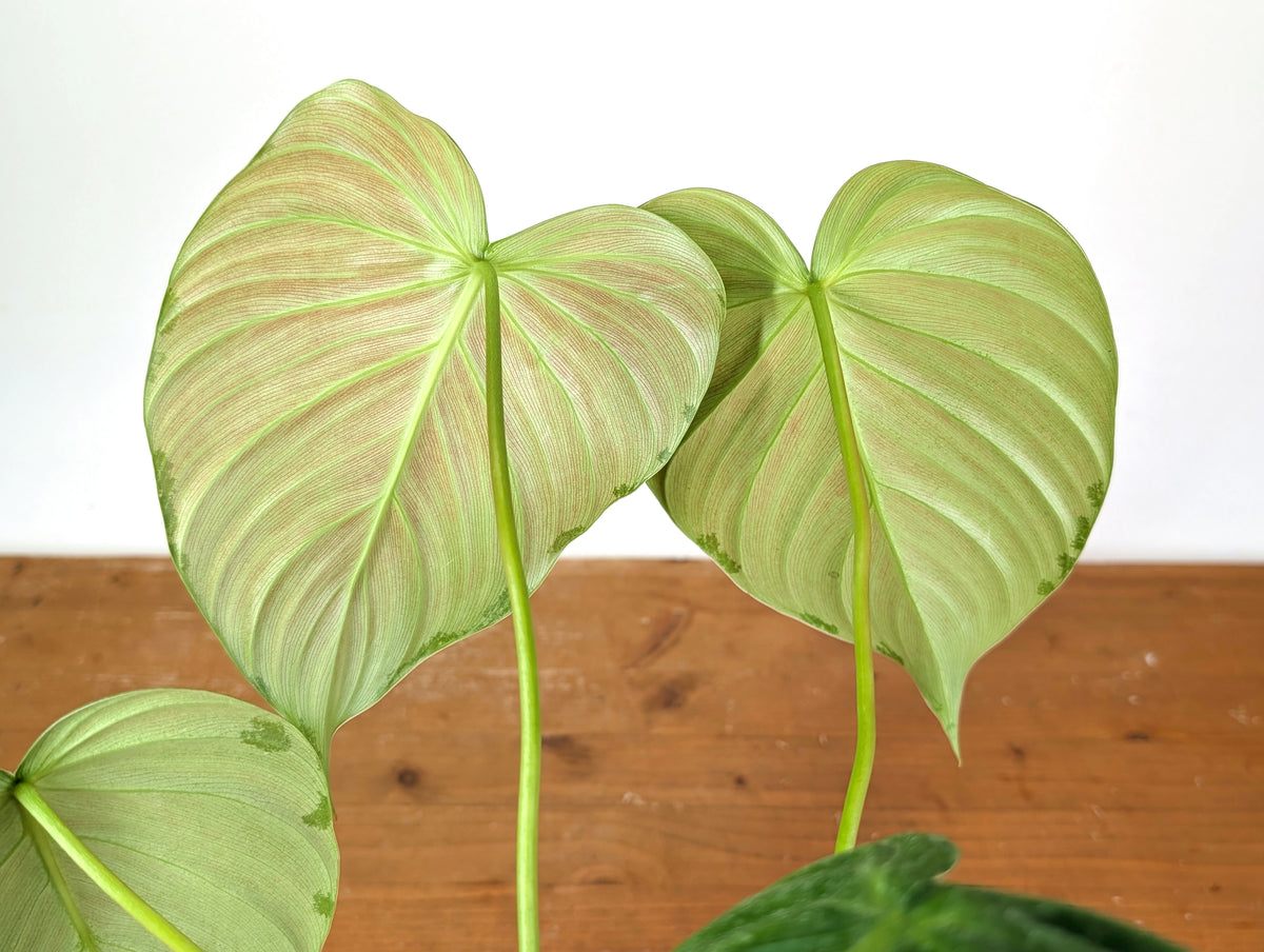 Philodendron Celebration (Rubrijuvenile x Pastazanum)
