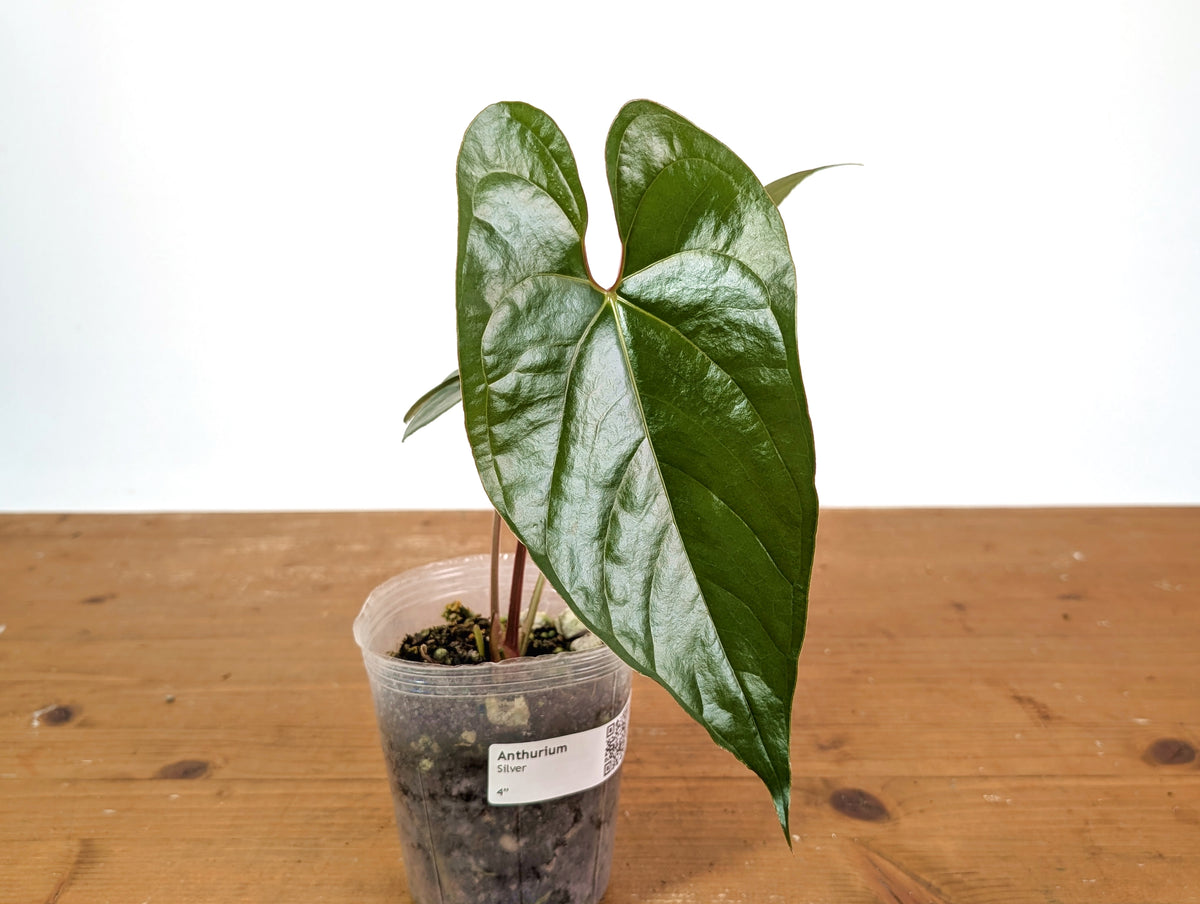 Anthurium Silver