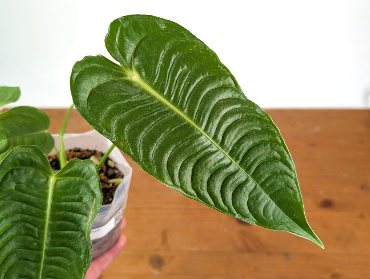 Anthurium Veitchii 'King'