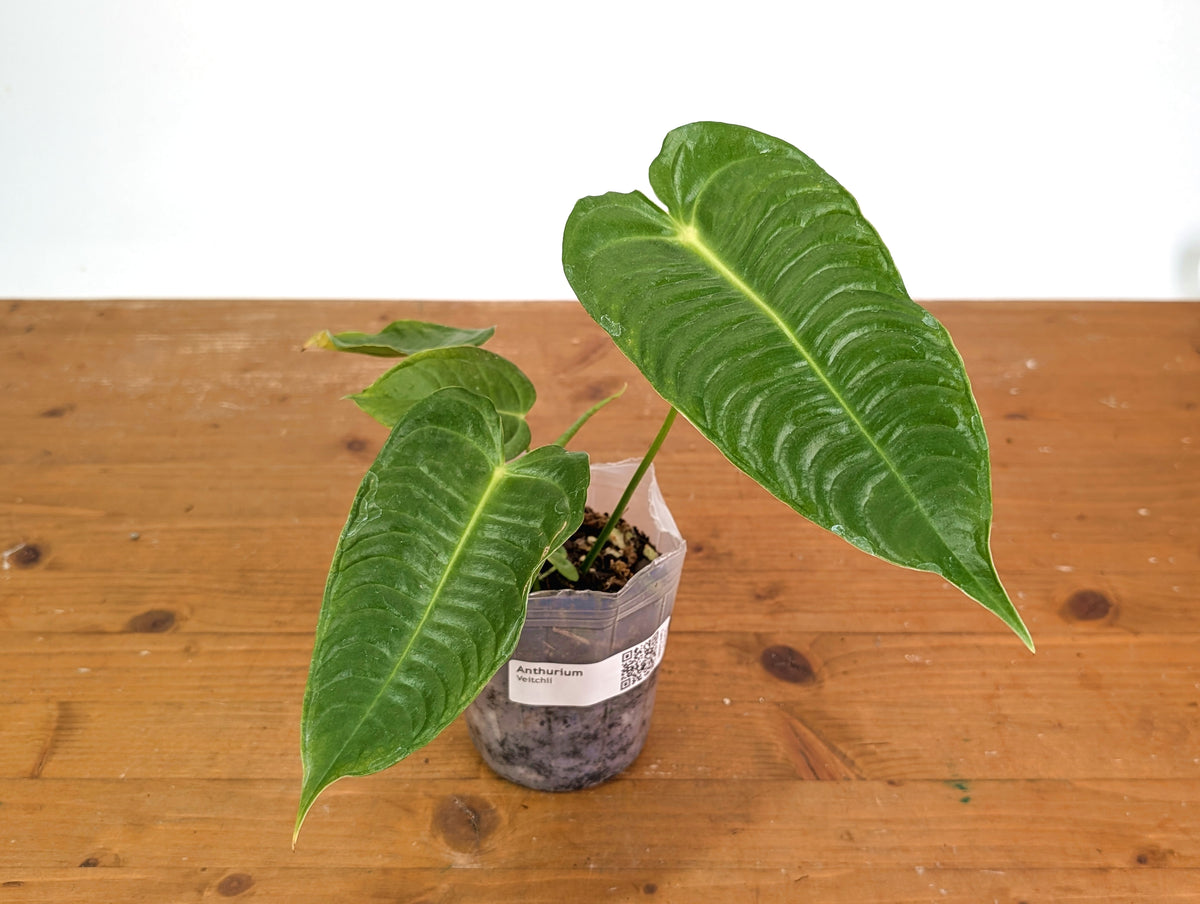 Anthurium Veitchii 'King'