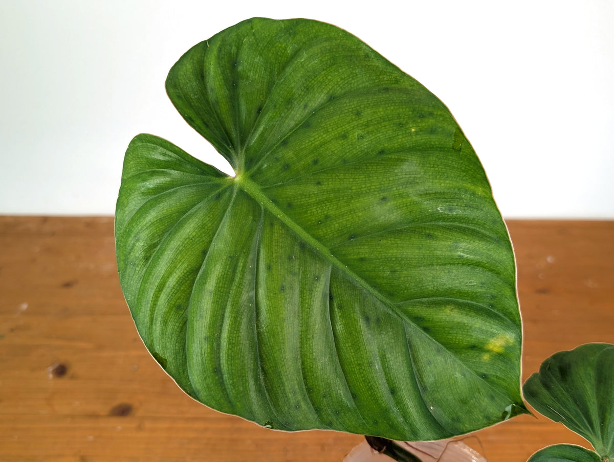 Philodendron Sodiroi aff x Verrucosum 2