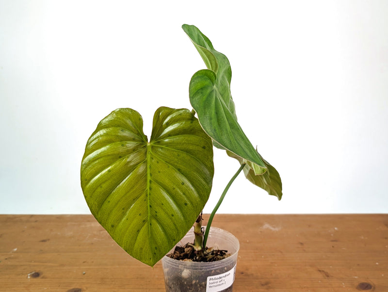 Philodendron Sodiroi aff x Verrucosum 2