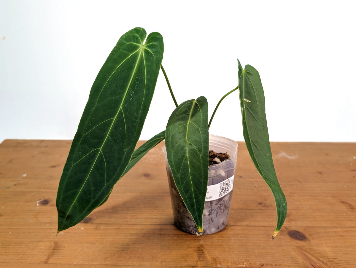 Anthurium Zamora Queen - Narrow Large Mature - Exact Plant #28B