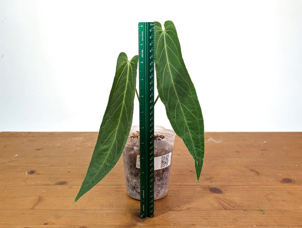 Anthurium Zamora Queen - Super Narrow Large Mature 12" Tall - Exact Plant #28C