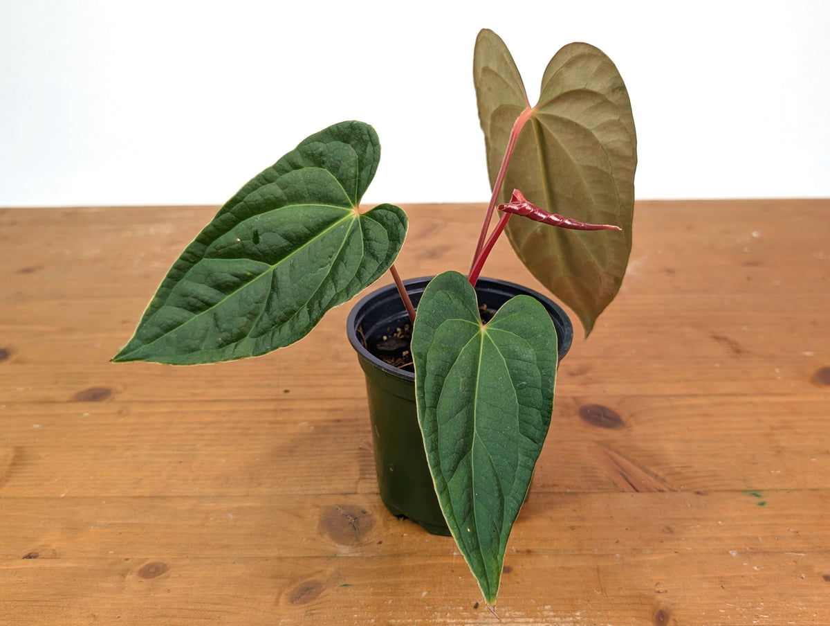 Anthurium Amazon Diamond 'Narrow' - (Besseae aff. x Luxurians)