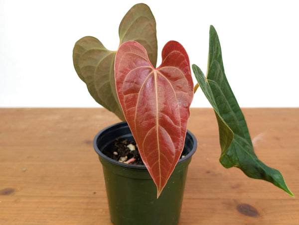 Anthurium Amazon Diamond 'Narrow' - (Besseae aff. x Luxurians)
