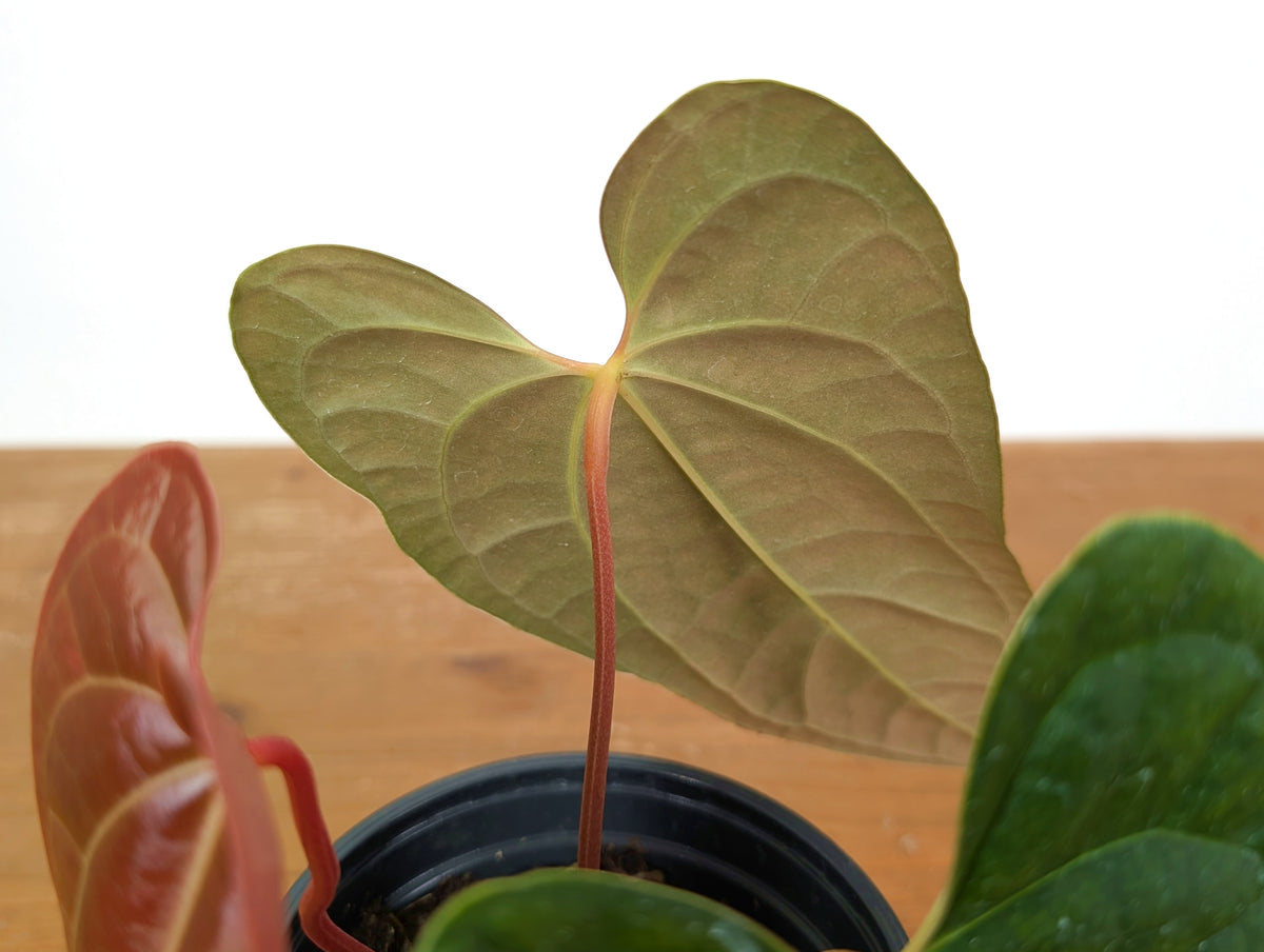 Anthurium Amazon Diamond 'Narrow' - (Besseae aff. x Luxurians)