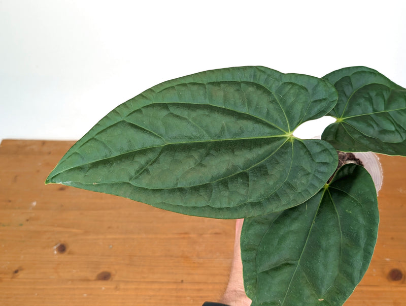 Anthurium Raven Soul 'Narrow Form' (Crystallinum x Luxurians)