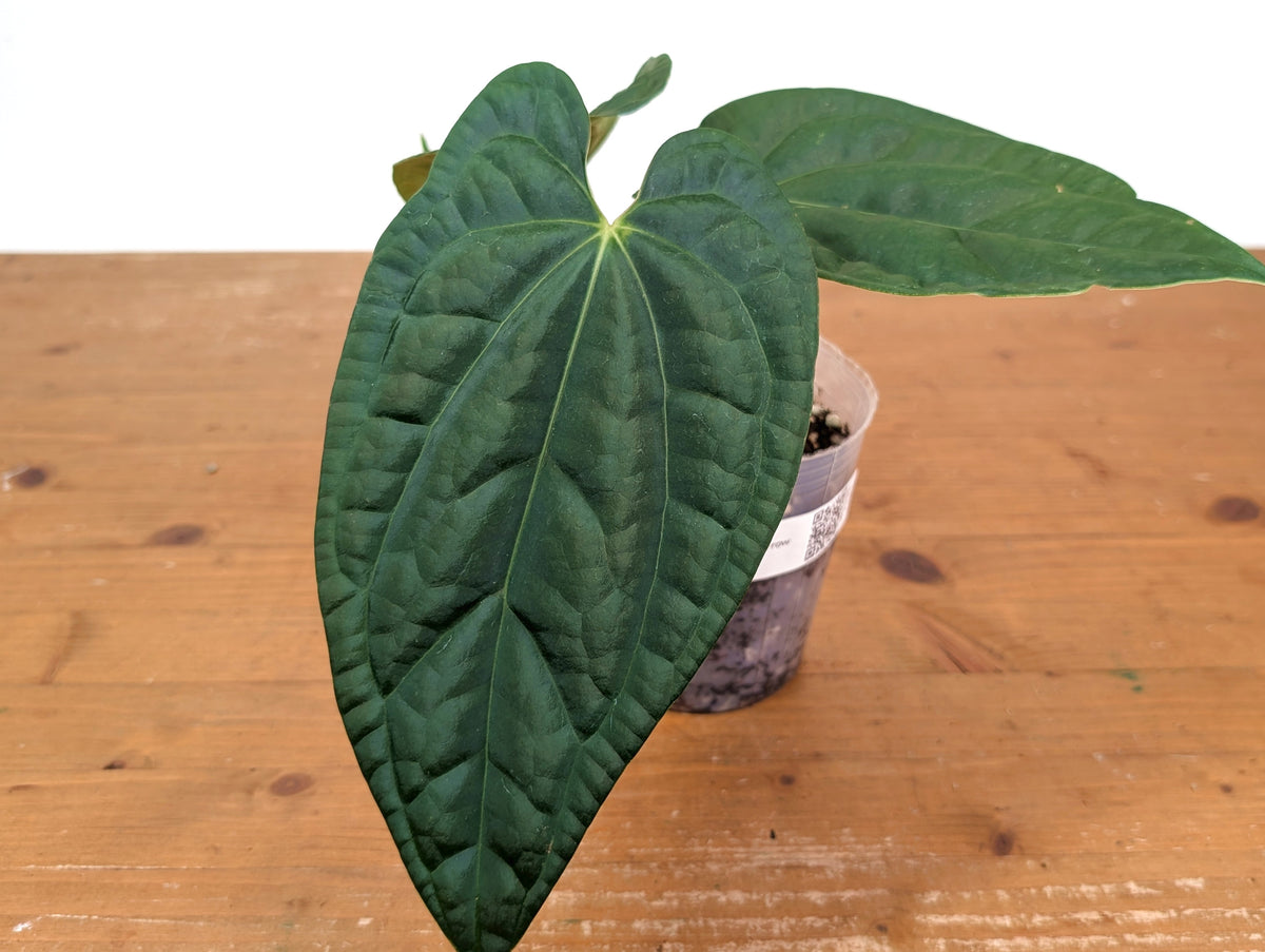 Anthurium Raven Soul 'Narrow Form' (Crystallinum x Luxurians)