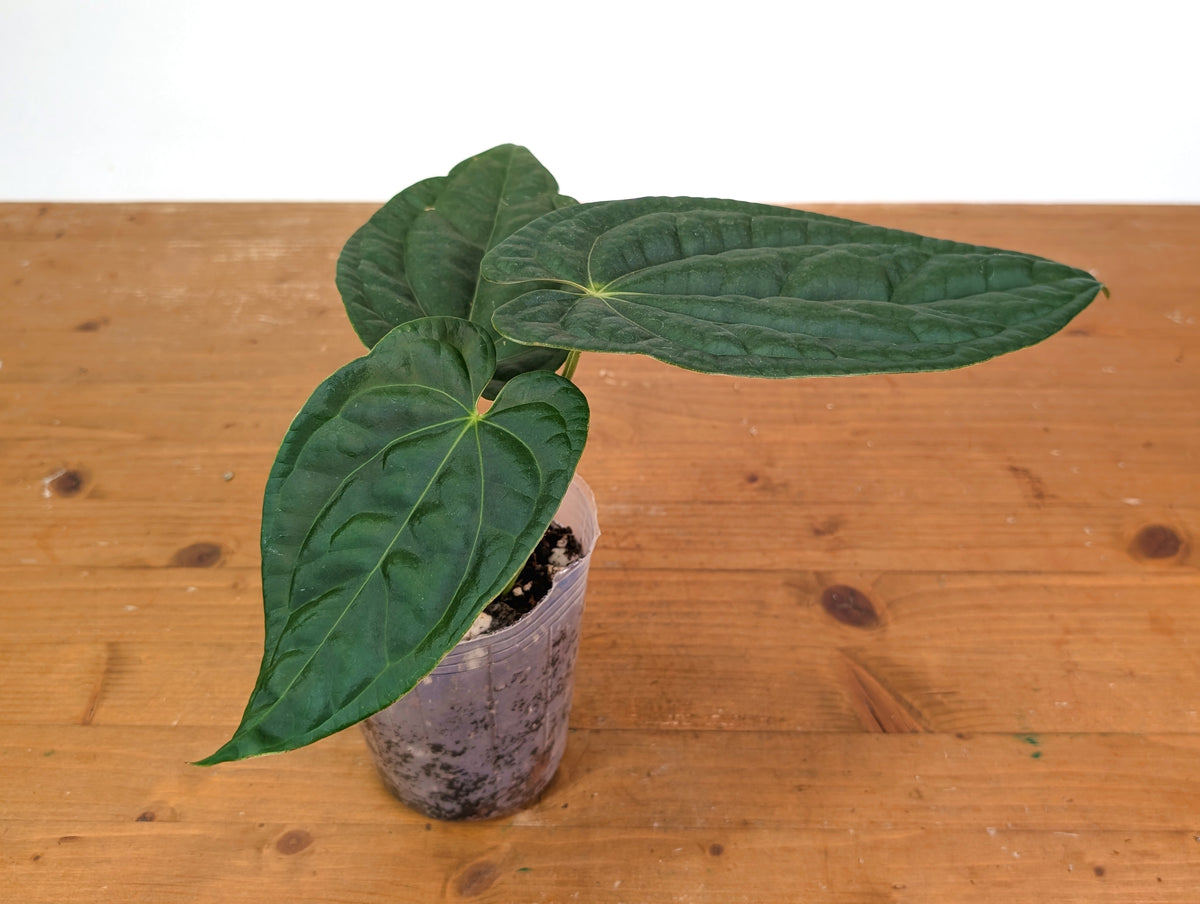 Anthurium Raven Soul 'Narrow Form' (Crystallinum x Luxurians)