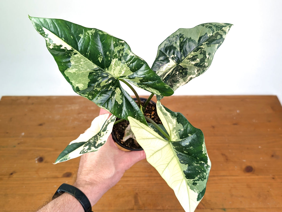 Alocasia Simpo Albo - Exact Plant 4" Pot #28A