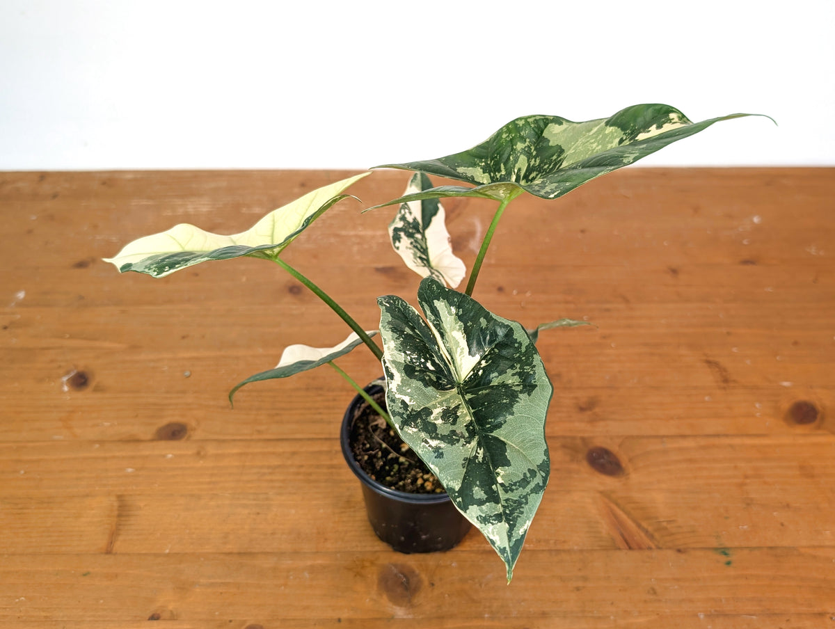 Alocasia Simpo Albo - Exact Plant 4" Pot #28A