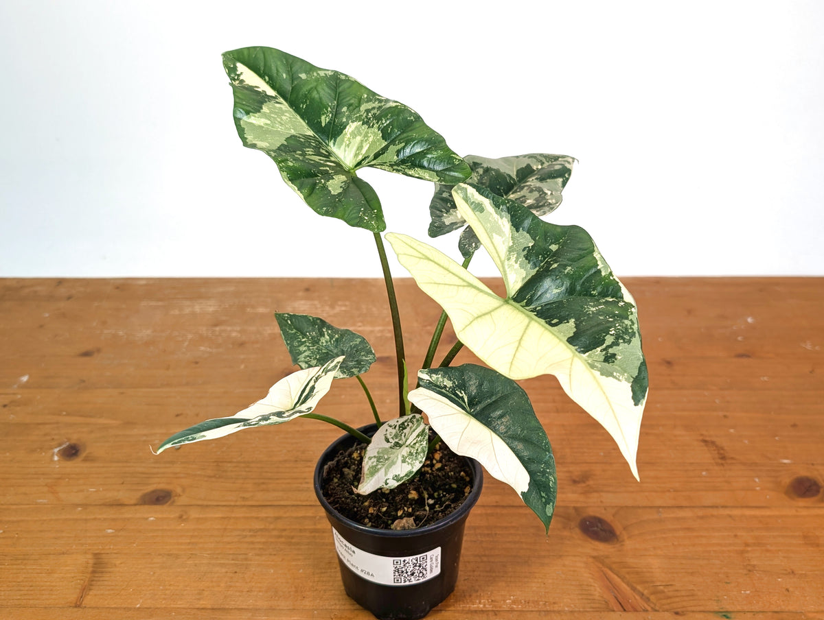 Alocasia Simpo Albo - Exact Plant 4" Pot #28A