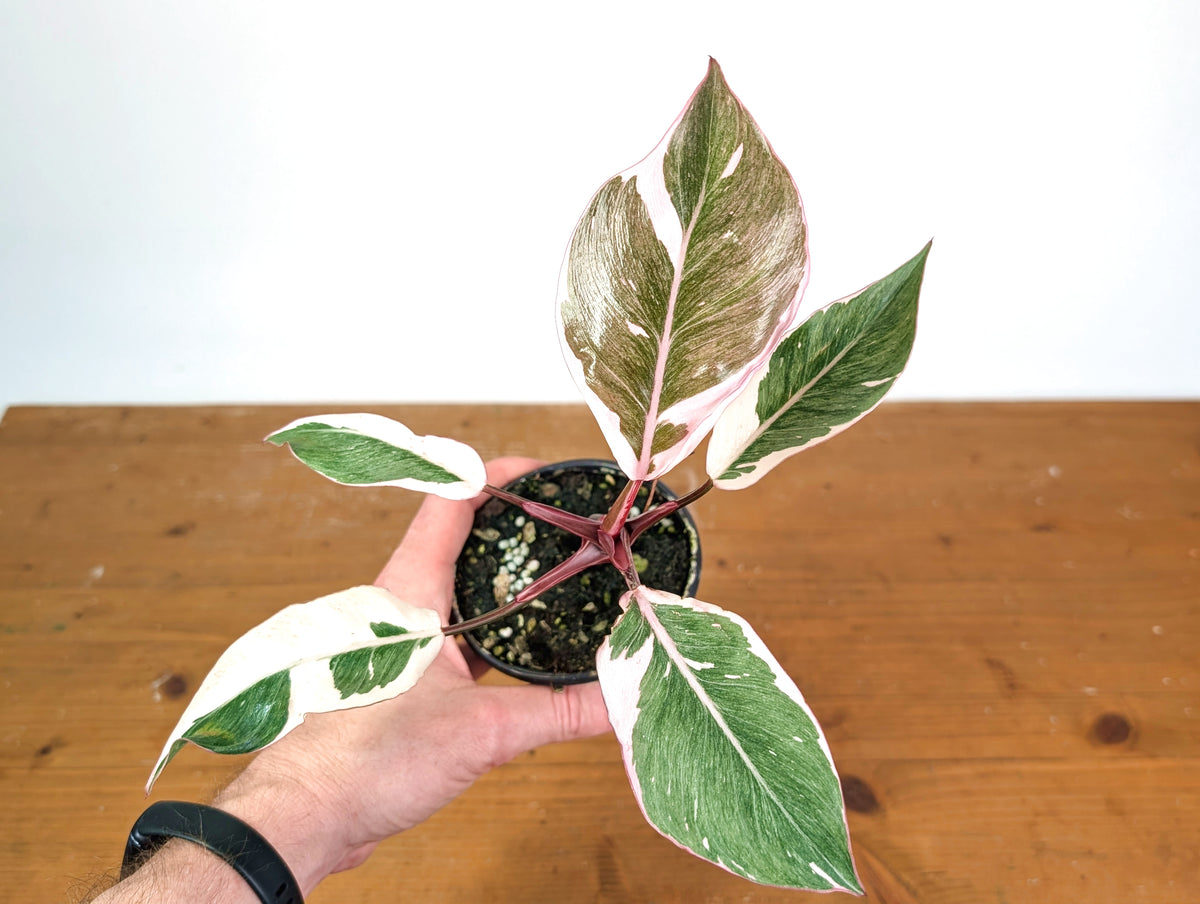Philodendron Pink Princess Mutation - Exact Plant #28A - 4" pot