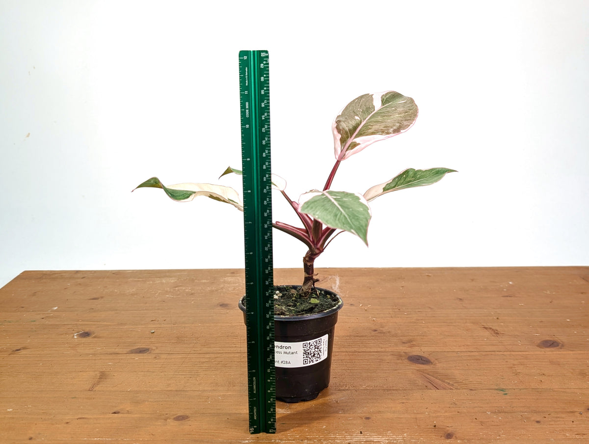 Philodendron Pink Princess Mutation - Exact Plant #28A - 4" pot