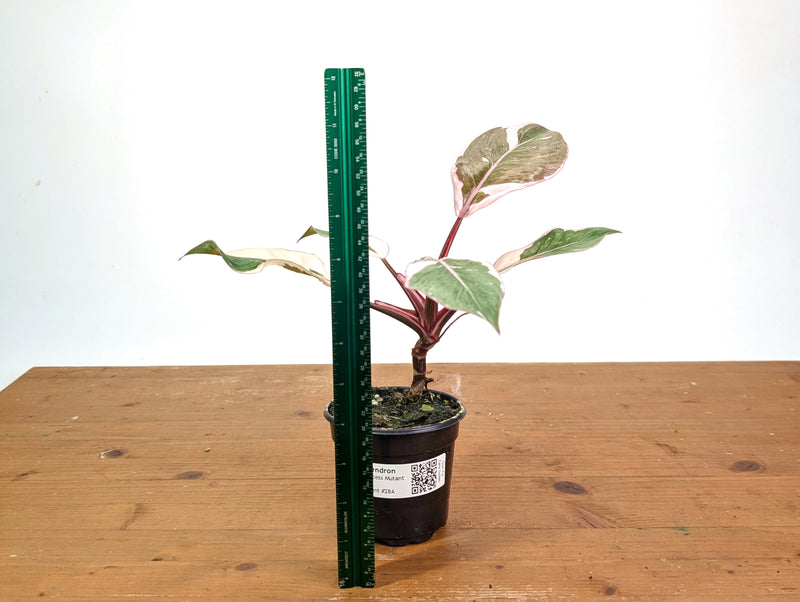 Philodendron Pink Princess Mutation - Exact Plant #28A - 4" pot
