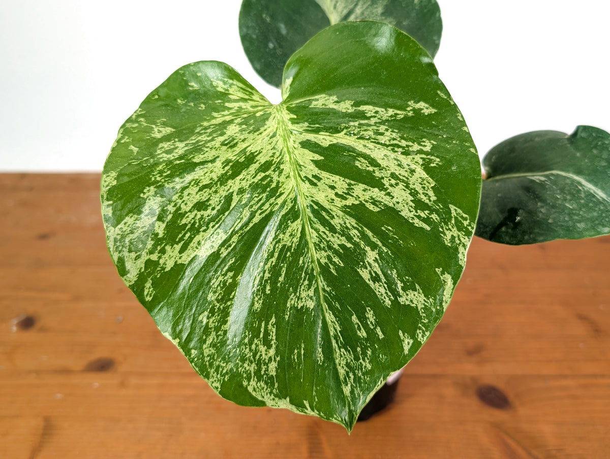 Monstera Bulbasaur - Exact Plant 4" Pot #28A