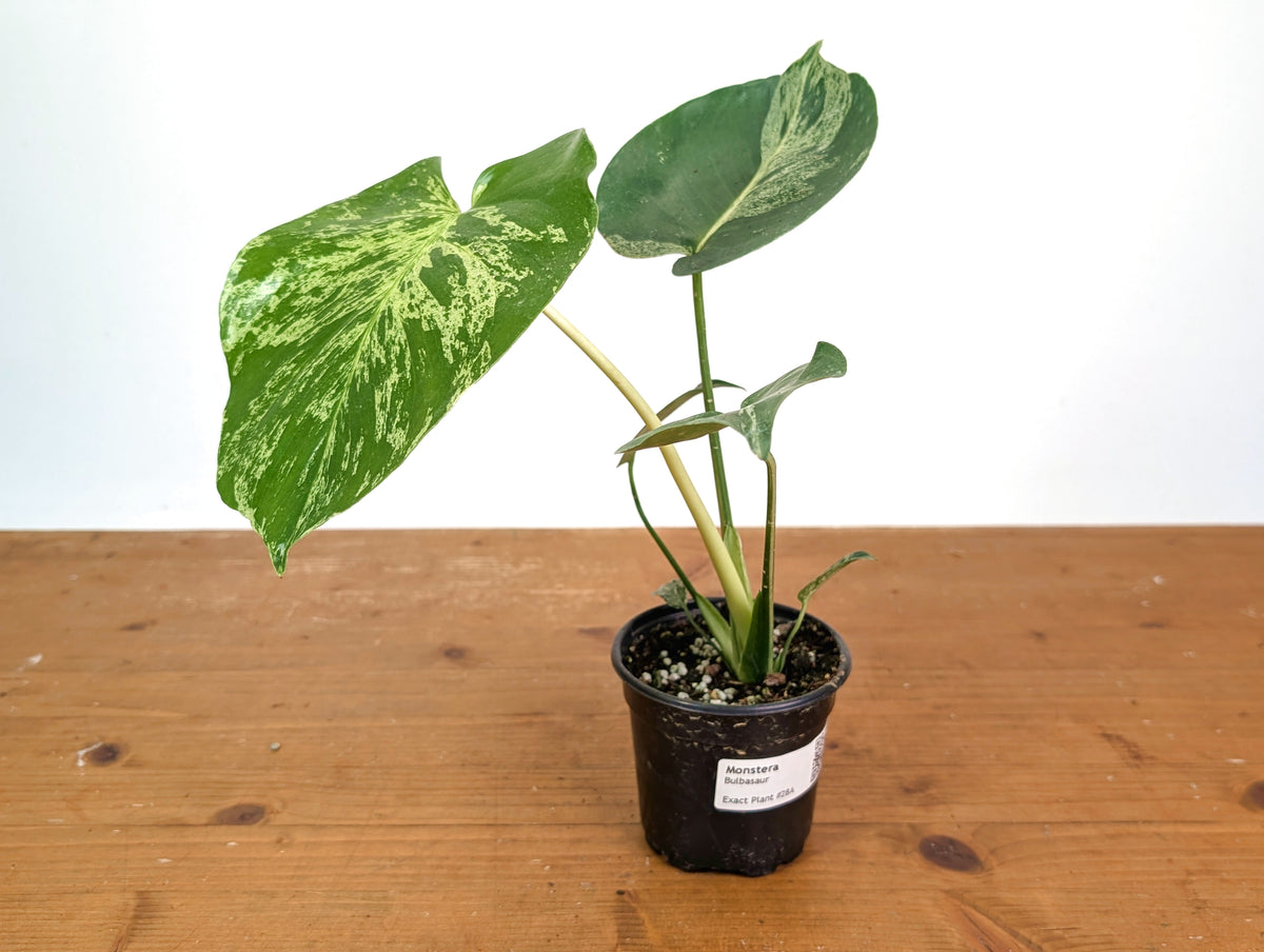 Monstera Bulbasaur - Exact Plant 4" Pot #28A