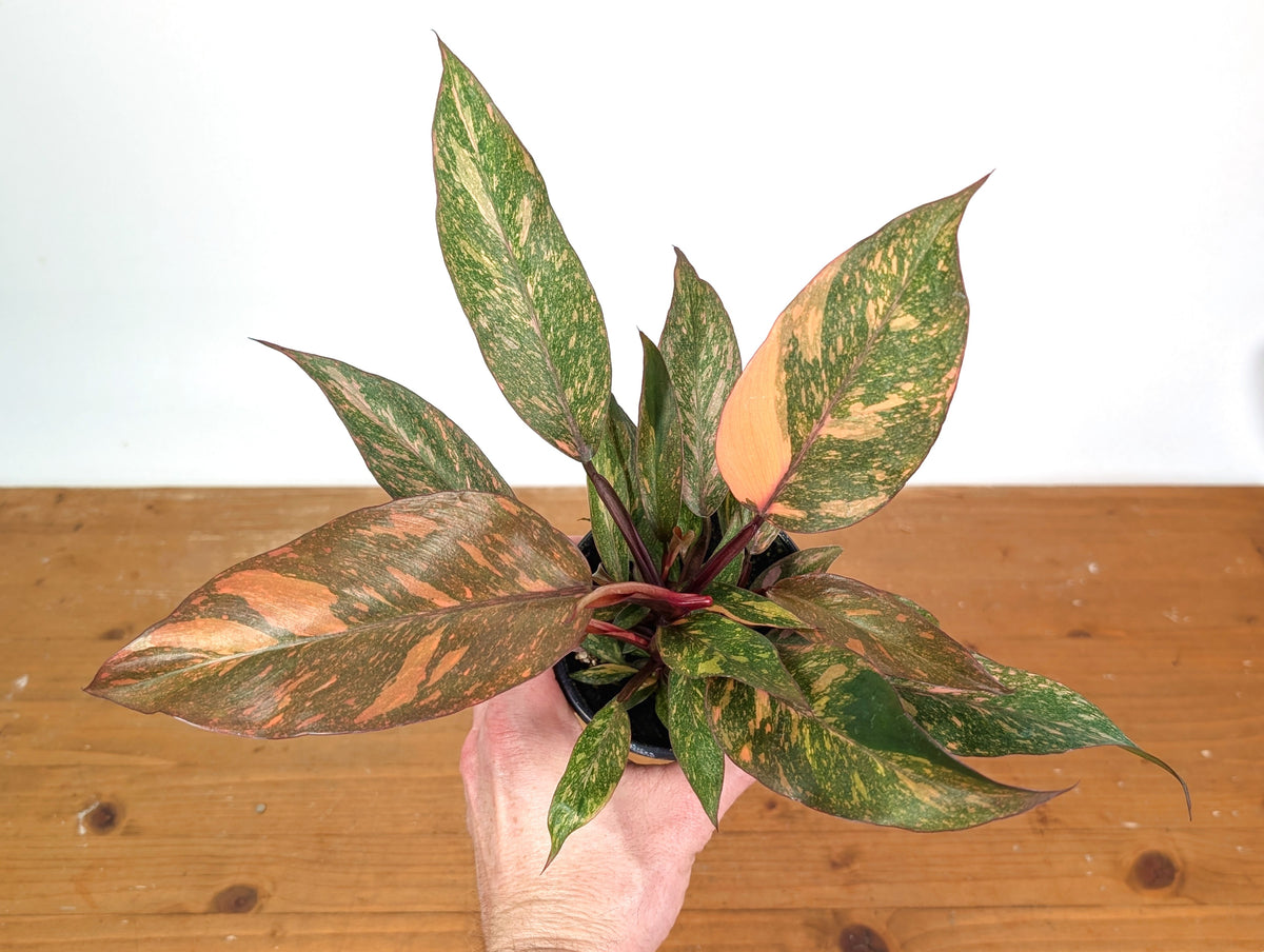Philodendron Orange Princess Marble Galaxy - Clump Form