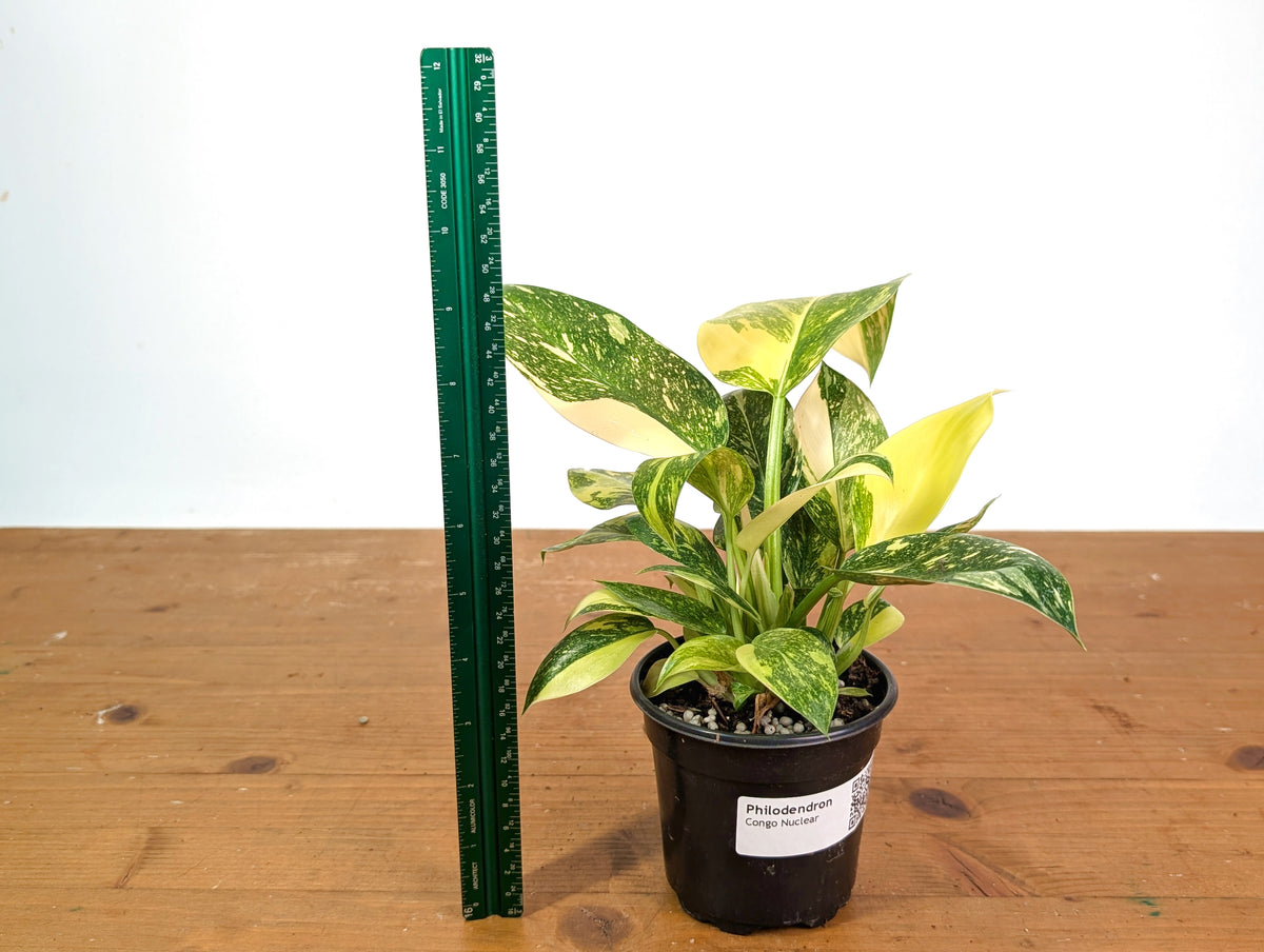 Philodendron Green Congo Nuclear Variegated