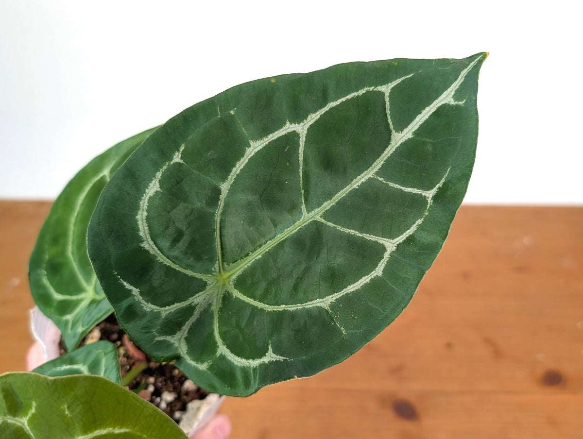 Anthurium Forgetii White Stripes