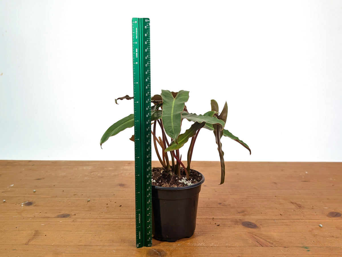 Philodendron Billietiae (Dark Form)