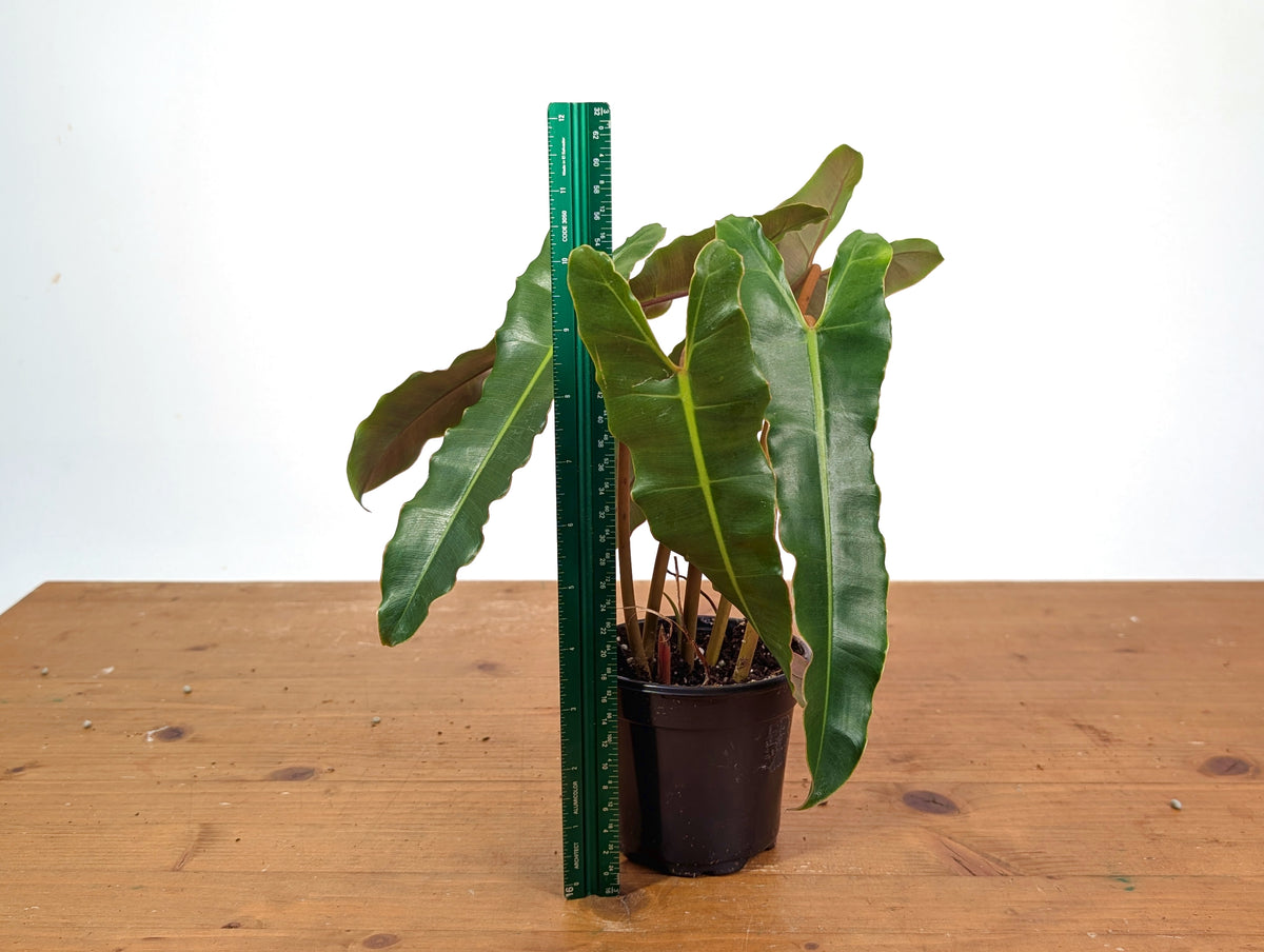 Philodendron Billietiae (Dark Form)