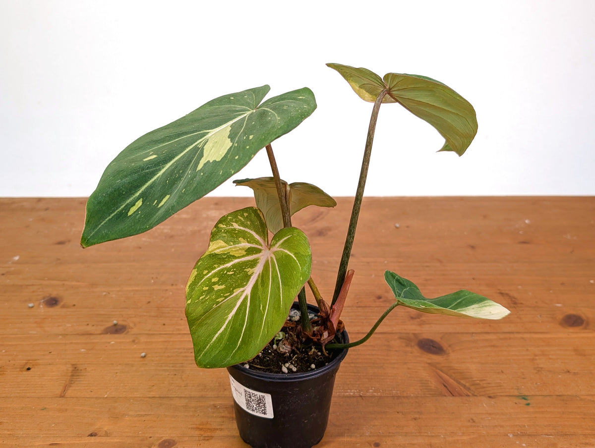 Philodendron Gloriosum Variegated (Type 2) - EXACT Plant #24C
