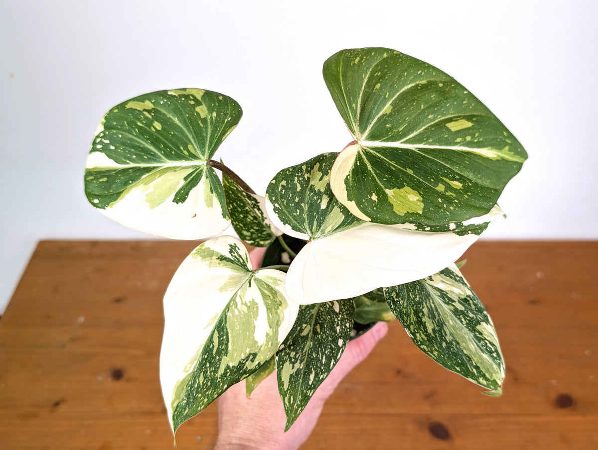 Philodendron Gloriosum Variegated - Exact Plant #20A