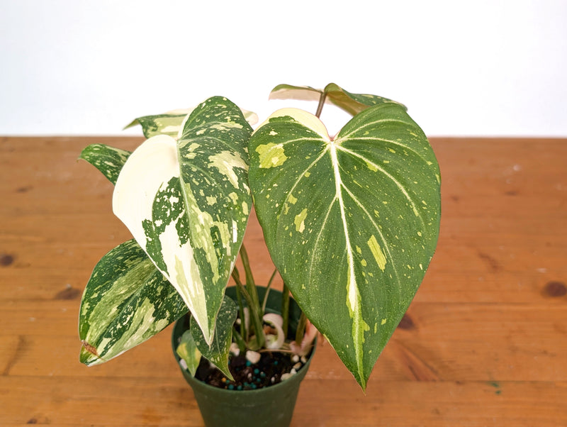 Philodendron Gloriosum Variegated - Exact Plant #20A
