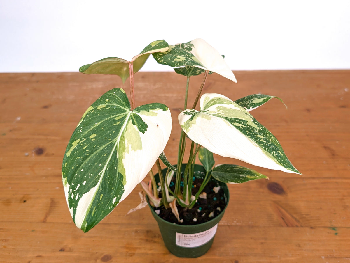 Philodendron Gloriosum Variegated - Exact Plant #20A