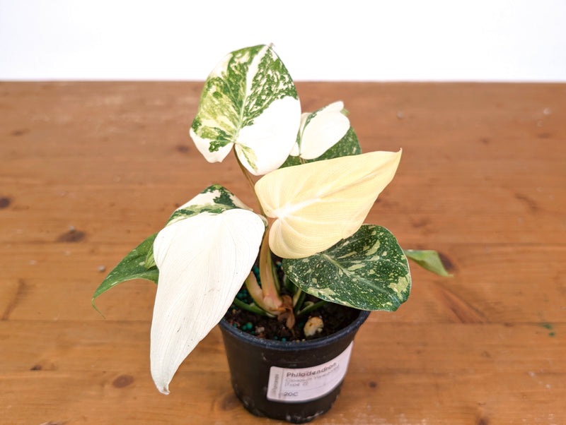 Philodendron Gloriosum Variegated Full Moon (Type 2) - EXACT Plant #20C