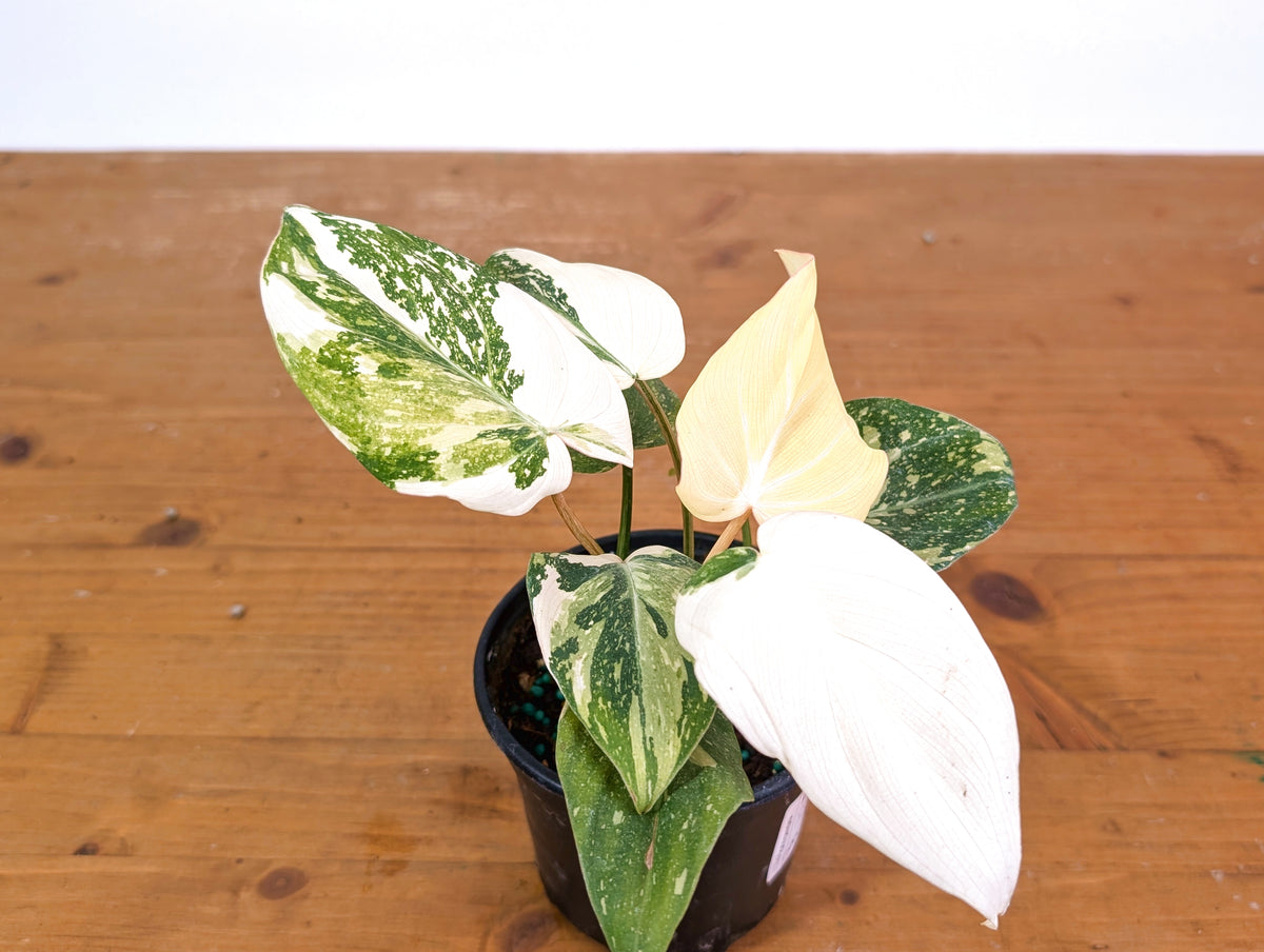 Philodendron Gloriosum Variegated Full Moon (Type 2) - EXACT Plant #20C