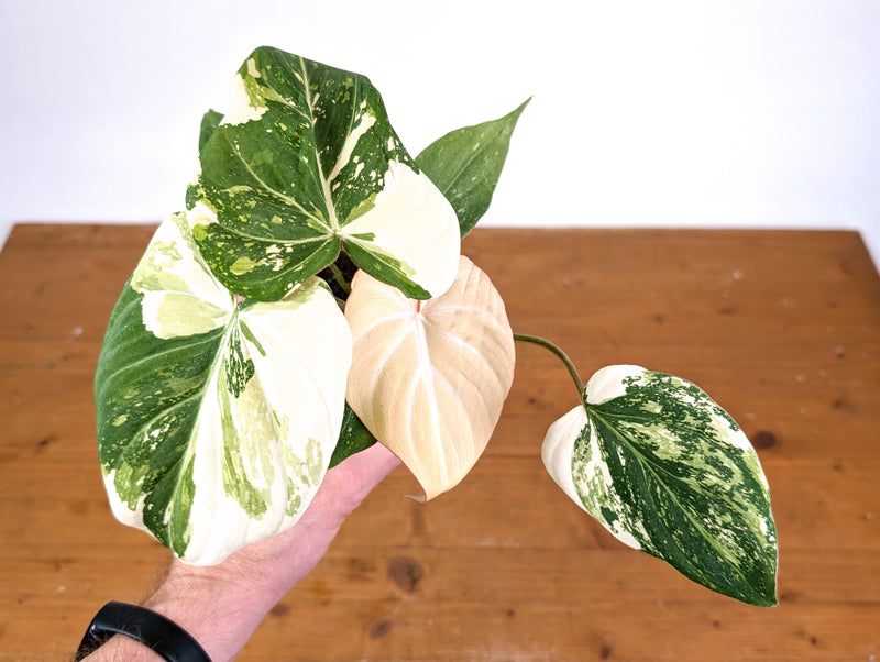 Philodendron Gloriosum Variegated (Type 2) - EXACT Plant #24B