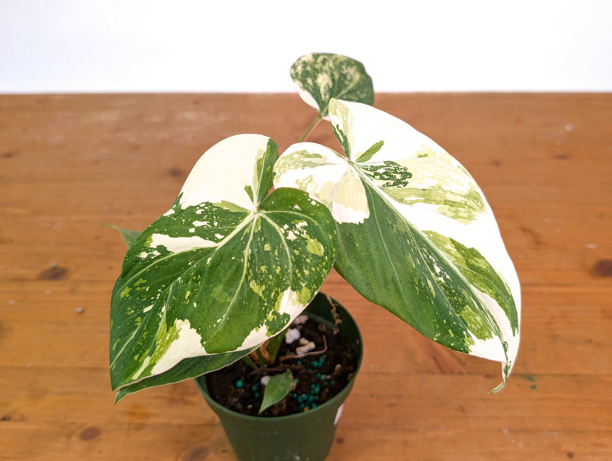 Philodendron Gloriosum Variegated (Type 2) - EXACT Plant #24B