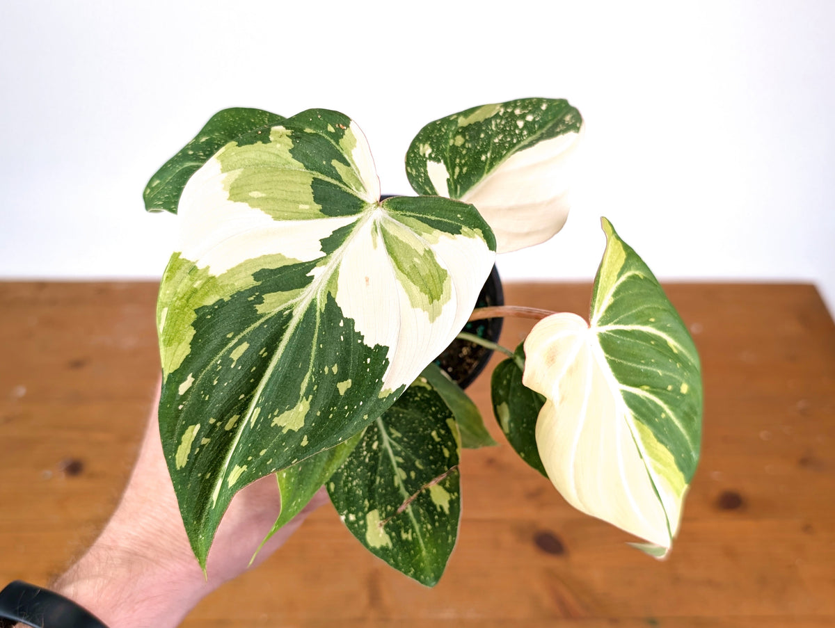 Philodendron Gloriosum Variegated - EXACT Plant #28A - 4" Pot