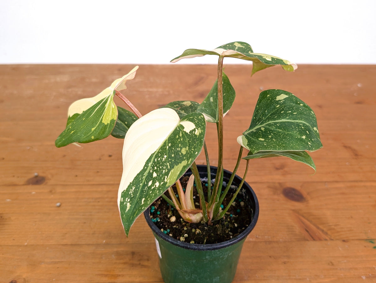 Philodendron Gloriosum Variegated - EXACT Plant #28A - 4" Pot