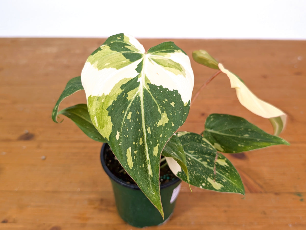 Philodendron Gloriosum Variegated - EXACT Plant #28A - 4" Pot