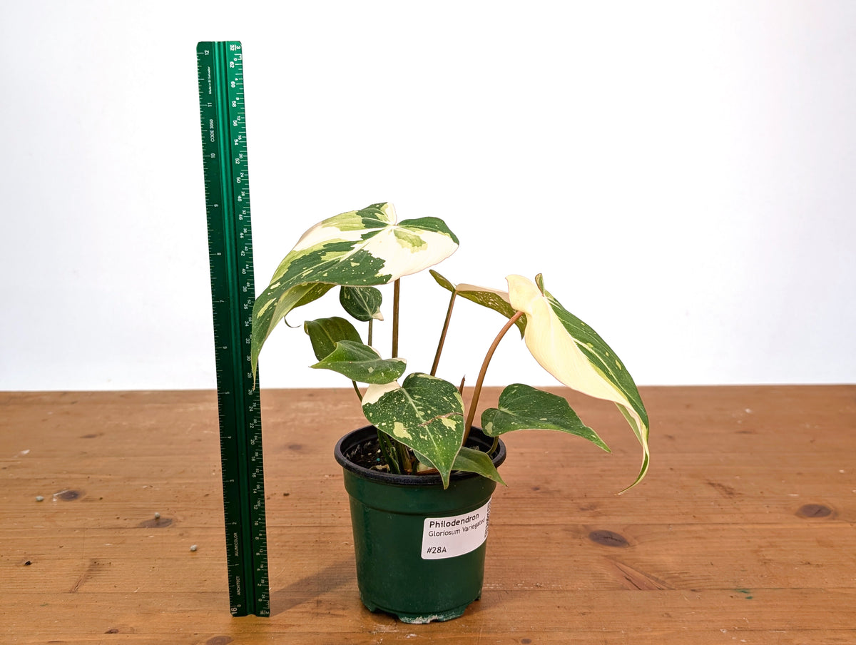 Philodendron Gloriosum Variegated - EXACT Plant #28A - 4" Pot
