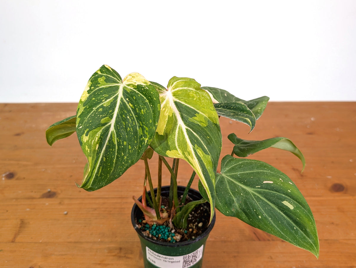Philodendron Gloriosum Variegated 4" EXACT Plant #28B