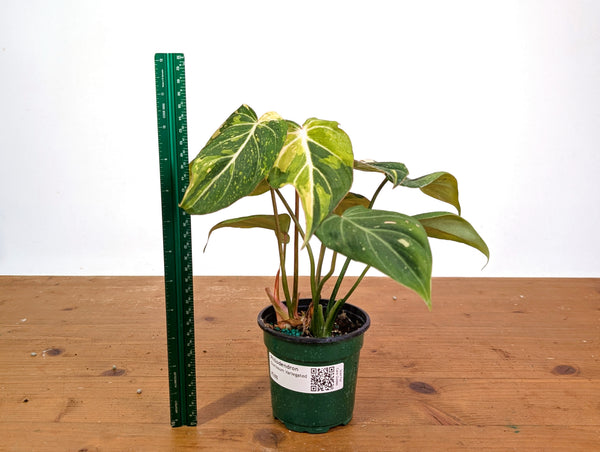Philodendron Gloriosum Variegated 4" EXACT Plant #28B